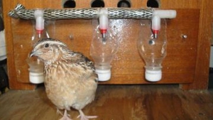 Самодельные поилки для перепелов