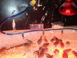 Из чего сделать поилку