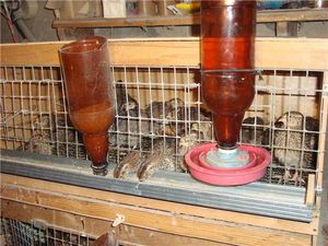 Как самим собрать поилку