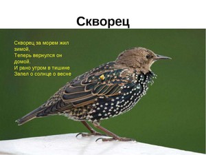 Внешние данные скворца