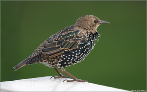 Чем питается скворец