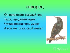 Враги скворцов