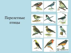 Перелет птиц