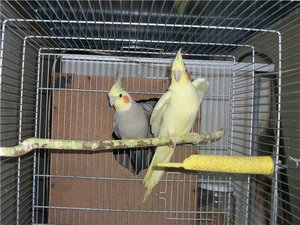 Попугаи с хохолком