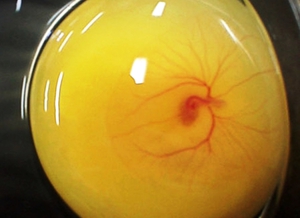 Оплодотворенное яйцо