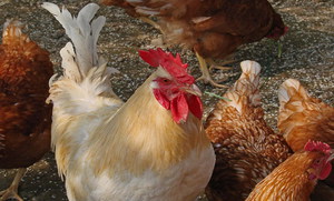 Содержание петуха и кур