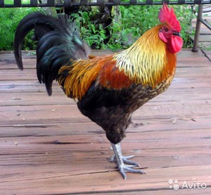 Петух красавец