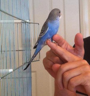 Прирученные попугаи