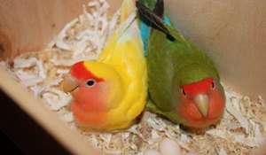 Дно клетки для попугаев