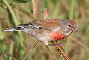 Коноплянка