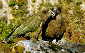 Совиные попугаи какапо