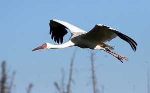Белый журавль стерх: описание, ареал обитания        
