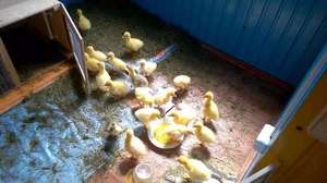 Как вырастить гусят дома: уход с первых дней