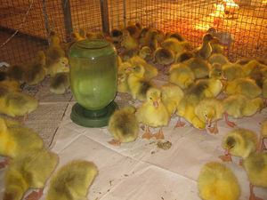 Чем кормить утят