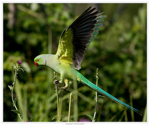 Ожереловый попугай в полете
