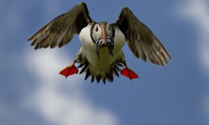 Тупики ловят рыбу и креветок, при этом они могут нырнуть на глубину 60 см