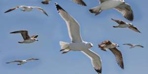 Главные враги тупиков - чайки, они поедают их яйца, птенцов,а иногда и взрослых особей