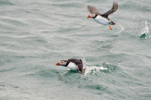 Тупики почти все время проводят в океане, на сушу они выбираются ненадолго 