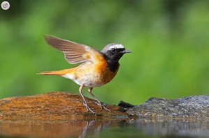 Взмах крыльев горихвостки