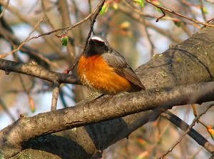 Горихвостка на дереве