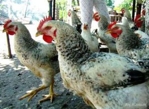 Куры мастер грей характеристика