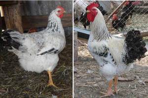 Куры Master Grey - мясо-яичные хорошие несушки