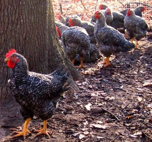 Породы и кроссы кур