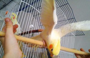 Как выглядит попугай корелла