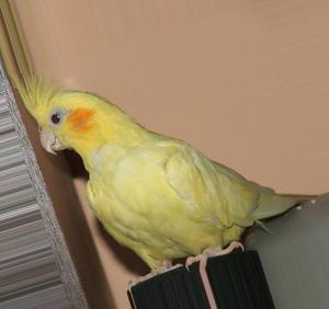 Как ухаживать за кореллами