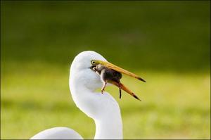 Образ жизни белого аиста