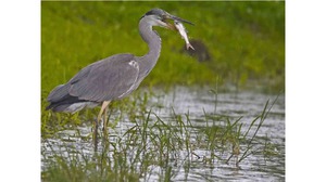 Описание белого аиста
