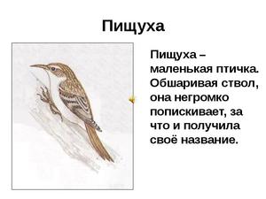 Как вьет гнездо пищуха