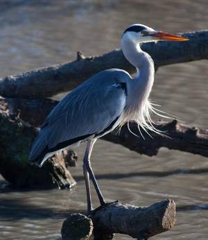 Ареал цапли