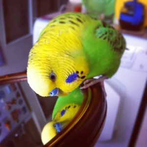 Попугай и зеркало 