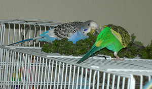 Как ухаживать за попугаями 