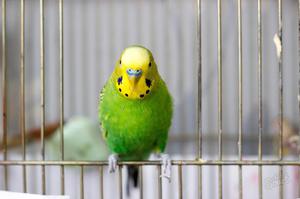 Попугай в клетке
