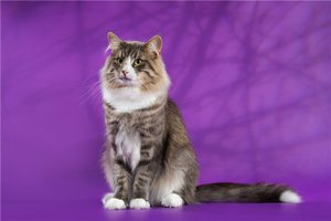 Как ухаживать за кошкой