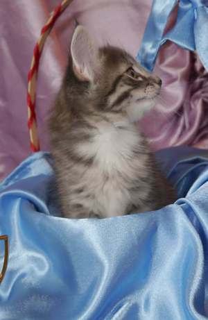 Характеристика породы