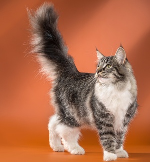 Окрас и тип шерсти