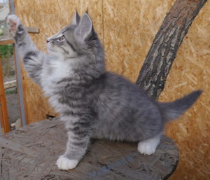 Характеристика норвежской кошки