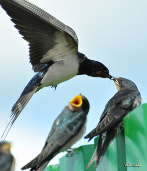 Ласточка - касатка с птенцами