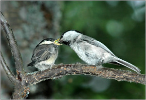 Буроголовая гаичка: образ жизни, питание и размножение