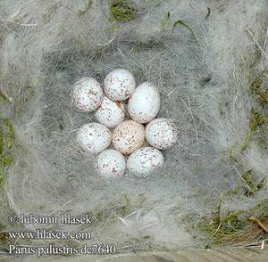 Начало периода гнездовья