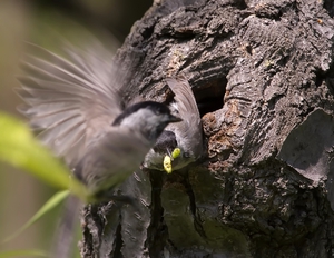 Птенец кормится