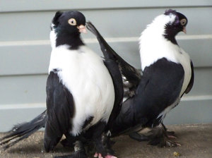 Белогрудый сизый голубь