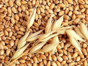 Чем питаются сизые голуби