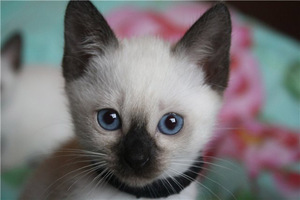 Современные клички для котов