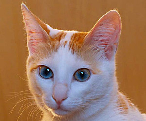 Клички питомцам