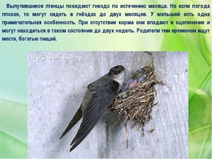 Где обитают стрижи