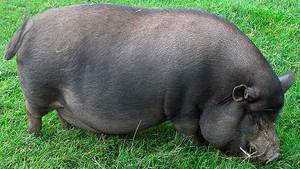 Большая Вьетнамская свинья